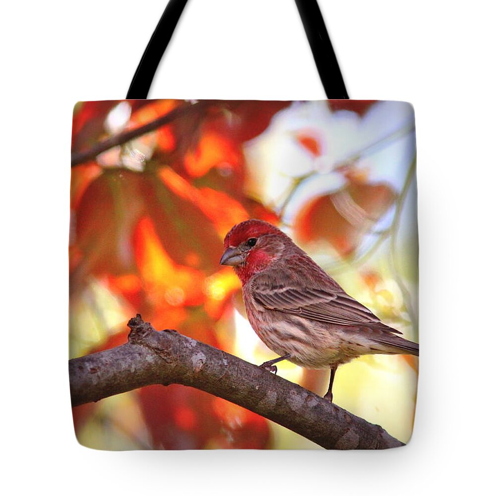 House Finch Tote Bag featuring the photograph IMG_9746 - House Finch by Travis Truelove
