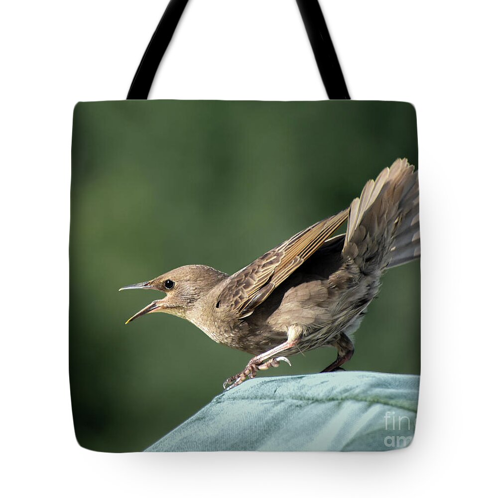 Bird Tote Bag featuring the photograph Immature Common Grackle by Amy Porter
