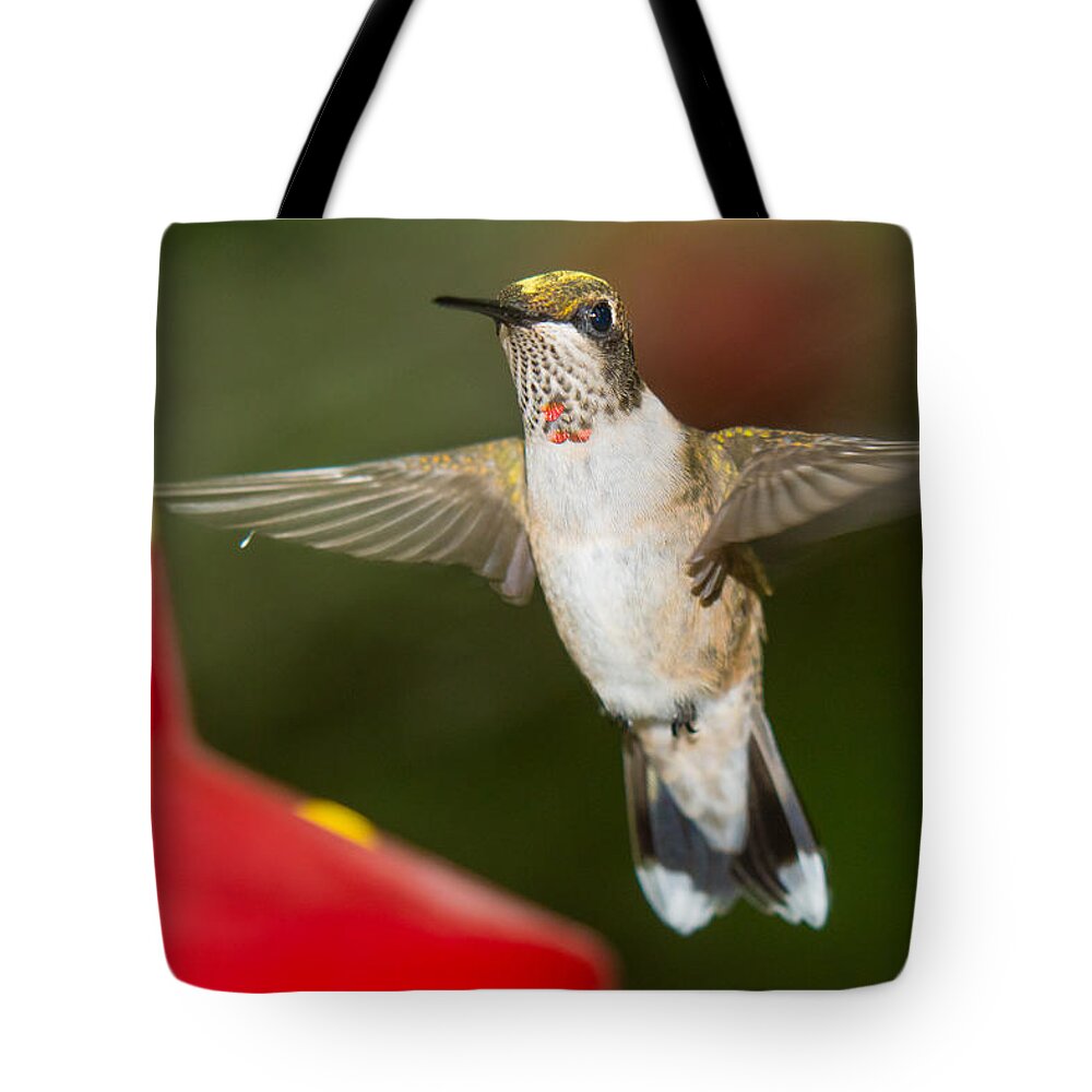 Ruby-throated Hummingbird Tote Bag featuring the photograph Immature Male Ruby-Throated Hummer by Robert L Jackson