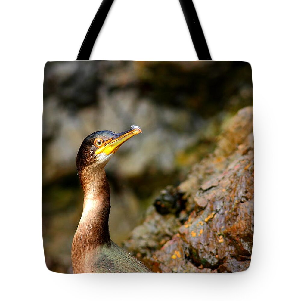 Wildlife Tote Bag featuring the photograph Immature Shag by Richard Patmore
