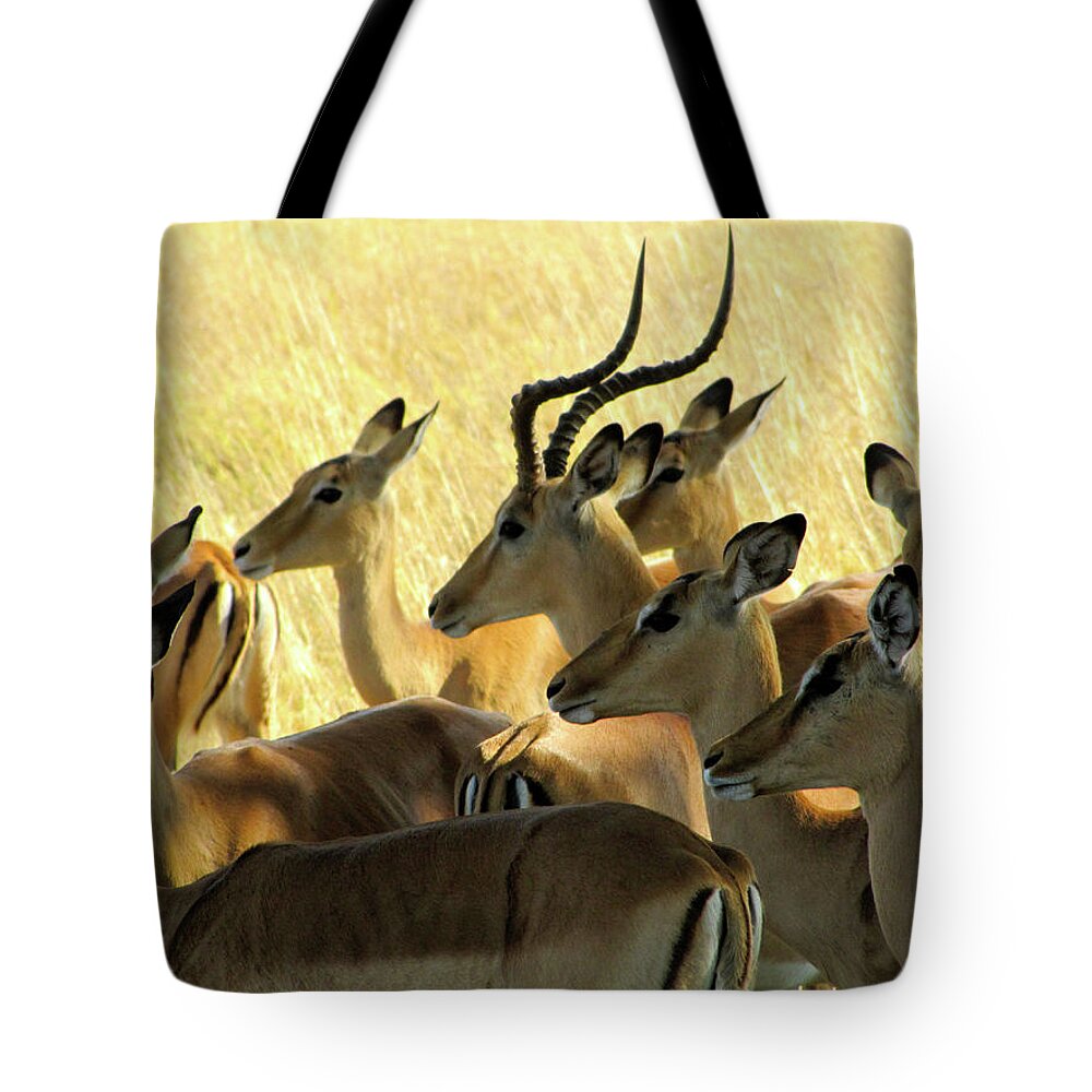 Impala Tote Bag featuring the photograph Impalas in the Plains by David Bader