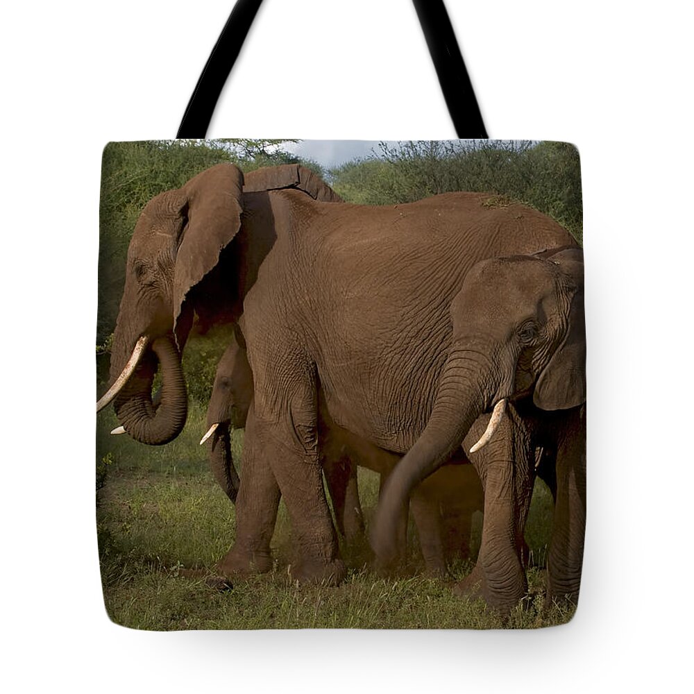 Elephantidae Loxodonta Africana Tote Bag featuring the photograph In Close For The Evening-Signed by J L Woody Wooden