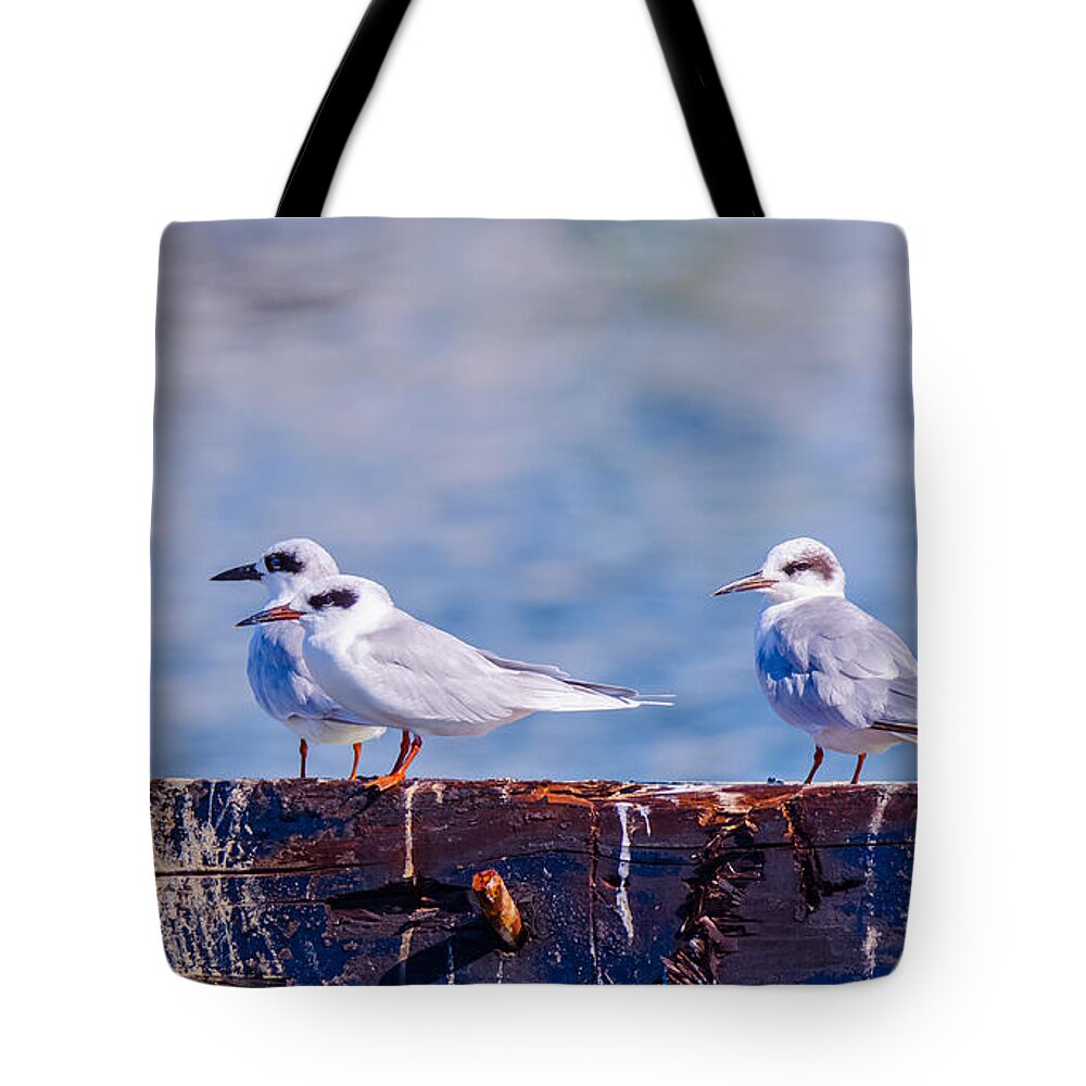 Bird Tote Bag featuring the photograph In Everything Tern Tern Tern by Jeff at JSJ Photography