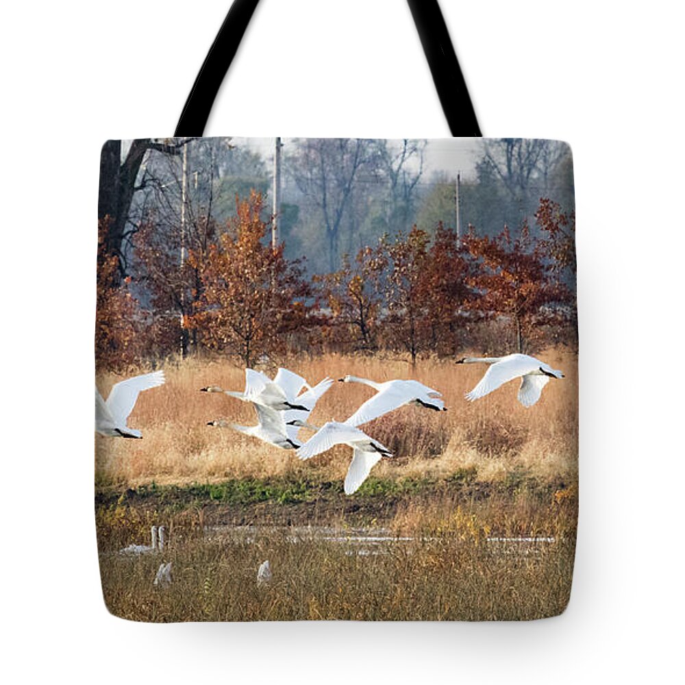 Swans Tote Bag featuring the photograph In Flight by Holly Ross