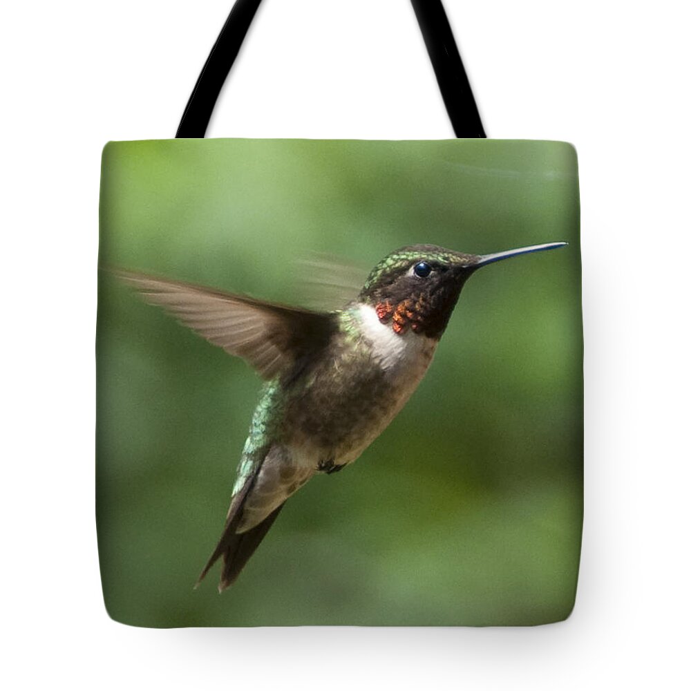 Bird Tote Bag featuring the photograph In Flight by Steven Natanson