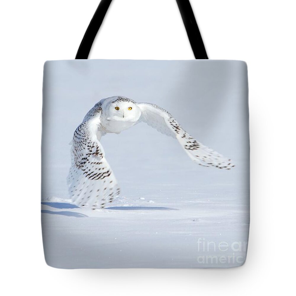 Snowy Owls Tote Bag featuring the photograph In her sight by Heather King