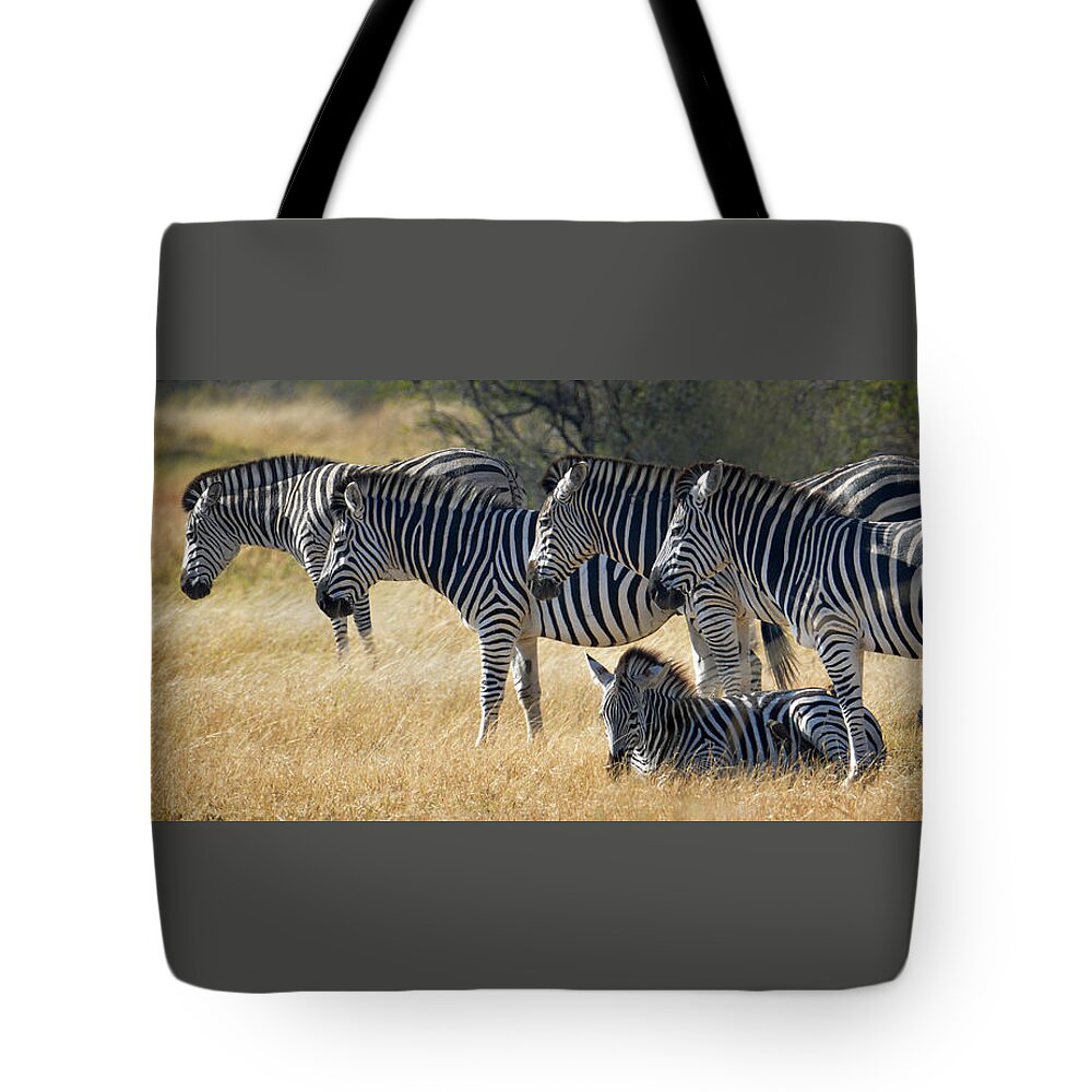 Zebra Tote Bag featuring the photograph In Line Zebras by Joe Bonita
