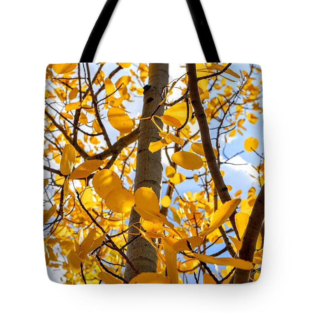 Aspen Tree Tote Bag featuring the photograph In the Aspen Tree by Michael Brungardt