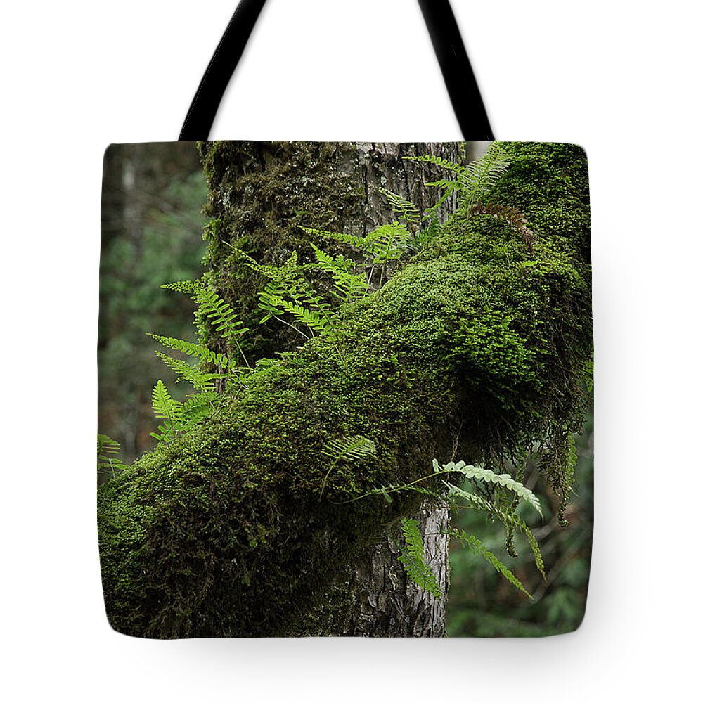 Moss Tote Bag featuring the photograph In The Cool Of The Forest by Mike Eingle