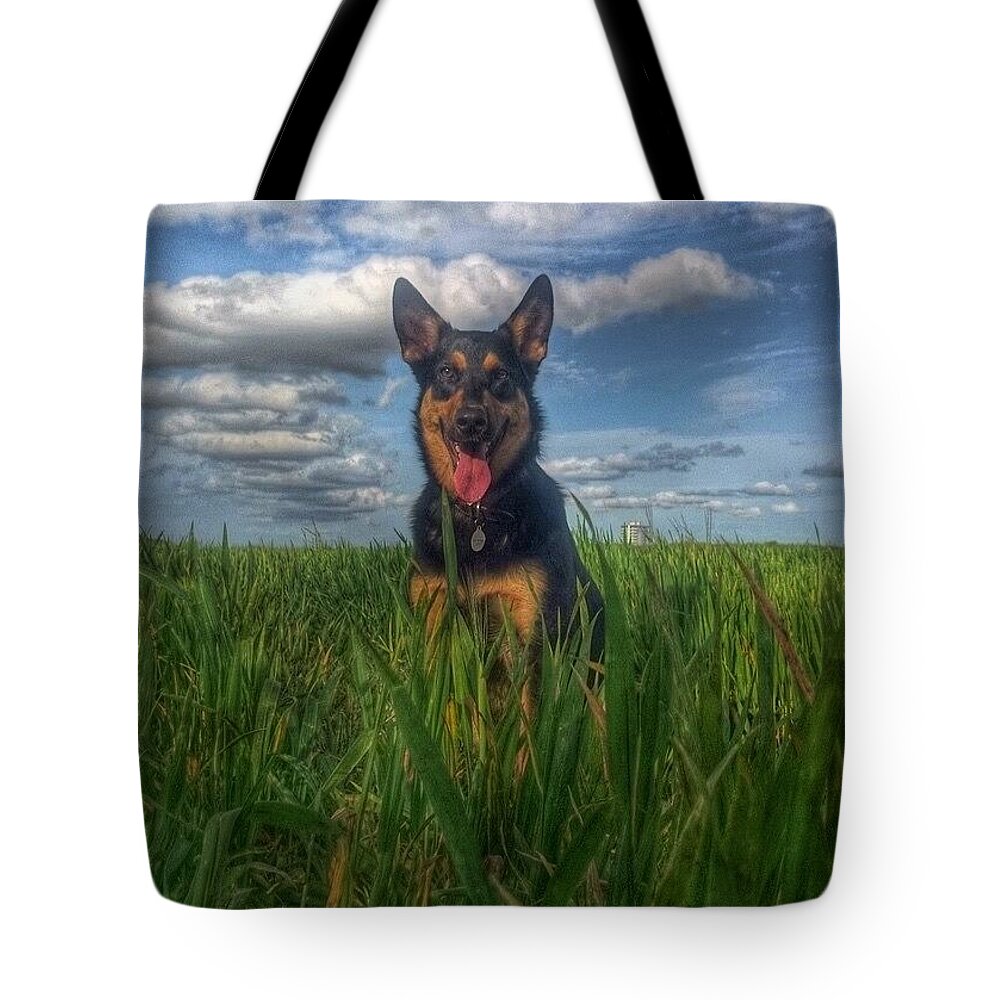 Petstagram Tote Bag featuring the photograph In The Country. #dogs #gsd by Abbie Shores