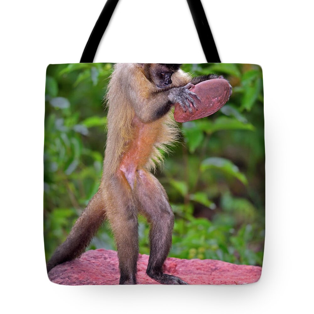 Tufted Capuchin Tote Bag featuring the photograph In the Kitchen by Tony Beck