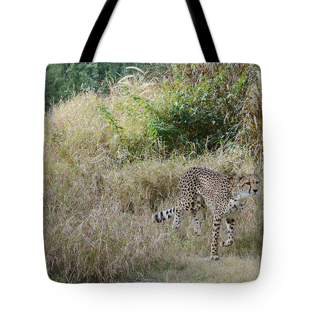 Cheetahs Tote Bag featuring the photograph In The Lead by Fraida Gutovich