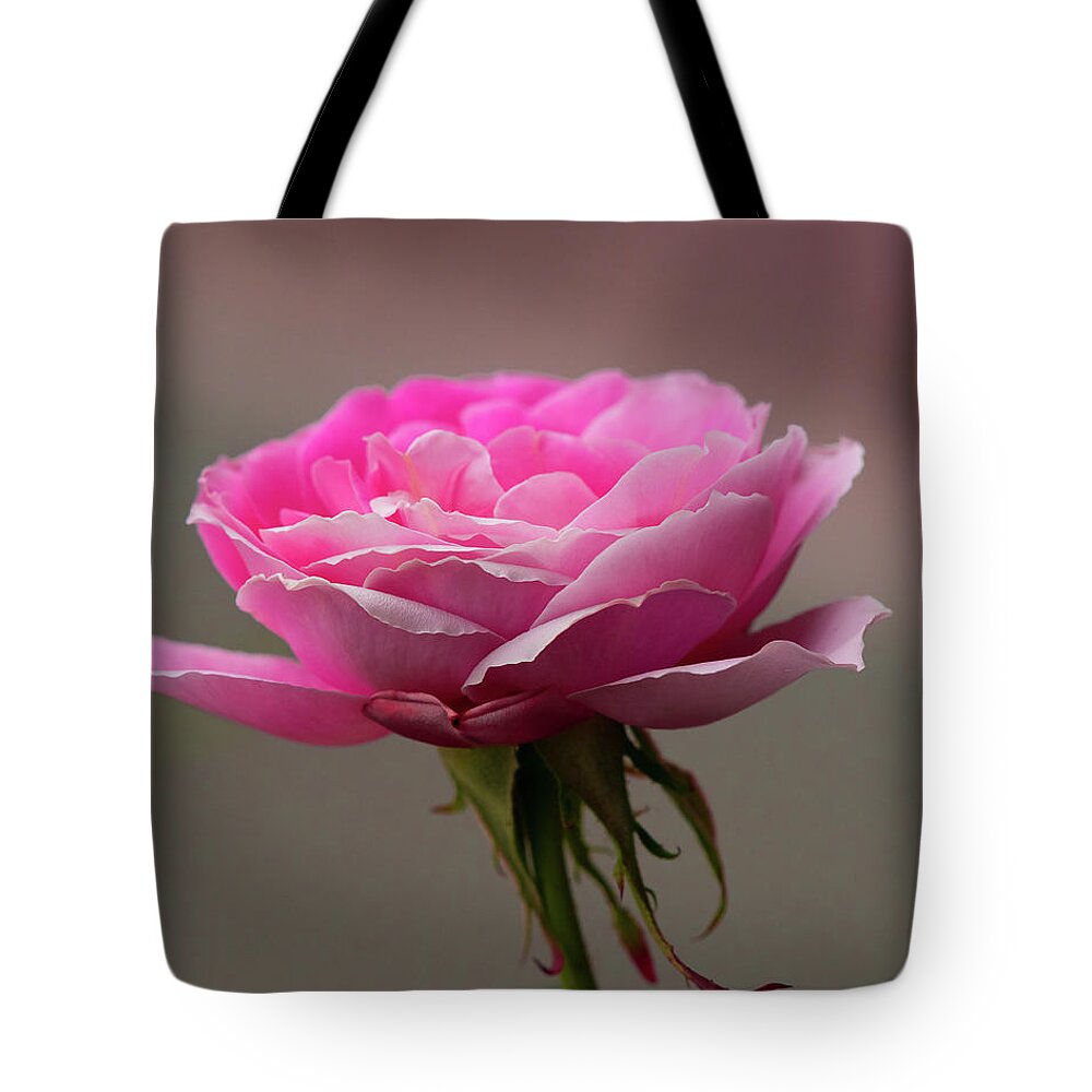 Rose Tote Bag featuring the photograph In The Mood Pink by Yeates Photography
