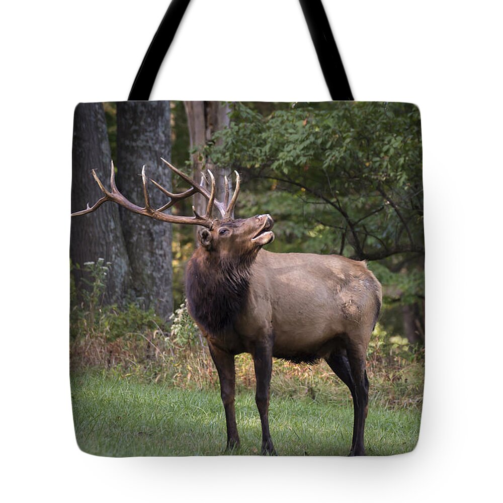 Bull Tote Bag featuring the photograph In The Air by Andrea Silies