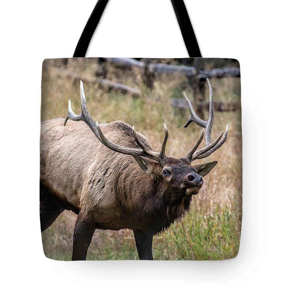 Bull Elk Tote Bag featuring the photograph In this Corner by Jim Garrison