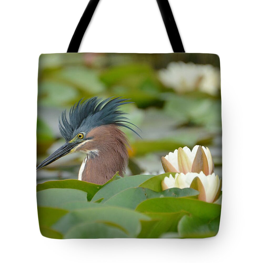 Little Green Heron Tote Bag featuring the photograph Incognito 2 by Fraida Gutovich