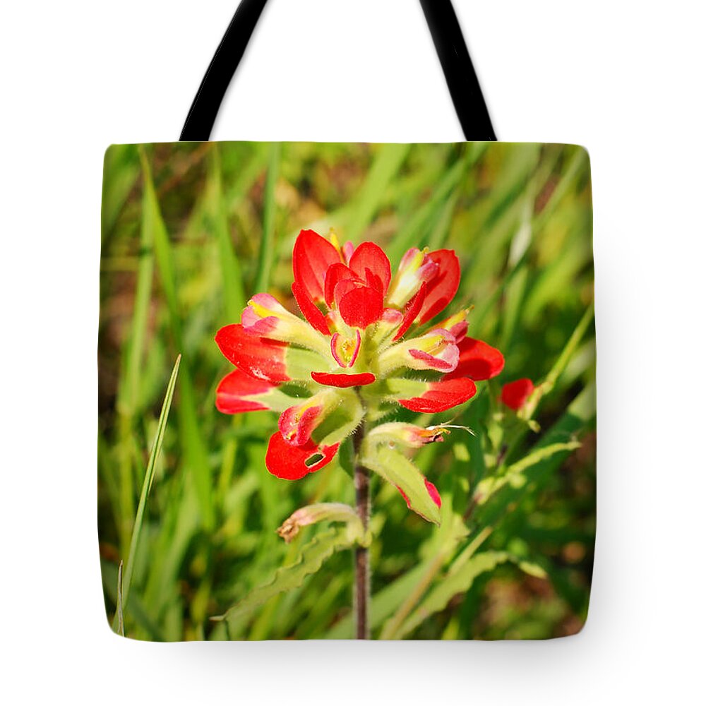 Rural Texas Tote Bag featuring the photograph Indian Paintbrush Close Up by Connie Fox