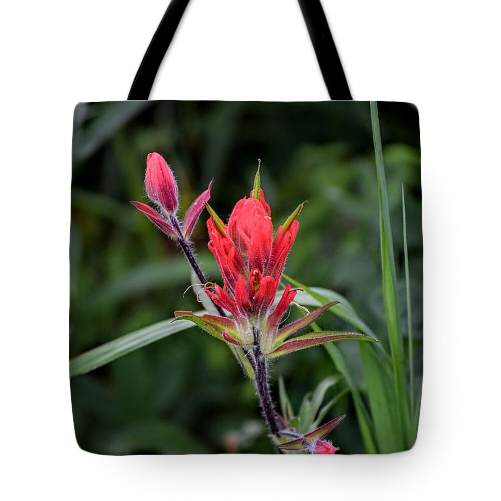 Indian Paintbrush Tote Bag featuring the photograph Indian Paintbrush by Michael Brungardt
