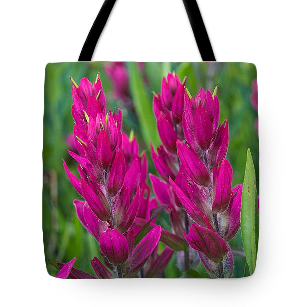 Indian Paintbrush Tote Bag featuring the photograph Indian Paintbrush Vertical by Aaron Spong