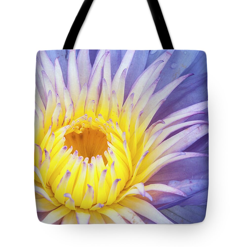 Waterlily Tote Bag featuring the photograph Perfect symmetry of a blossom by Usha Peddamatham