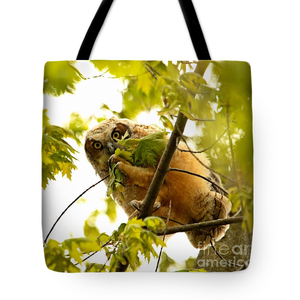 Owls Tote Bag featuring the photograph Innocence by Heather King