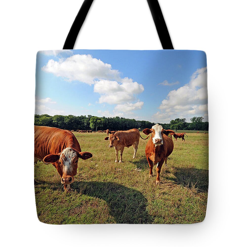 Inquisitive Tote Bag featuring the photograph Inquisitive Cattle by Ted Keller