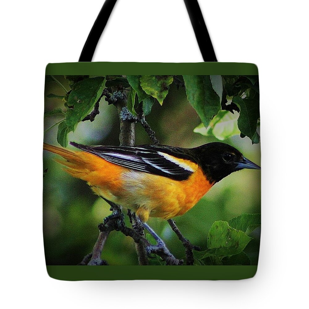Oriole Tote Bag featuring the photograph Inquisitive Oriole by Bruce Bley
