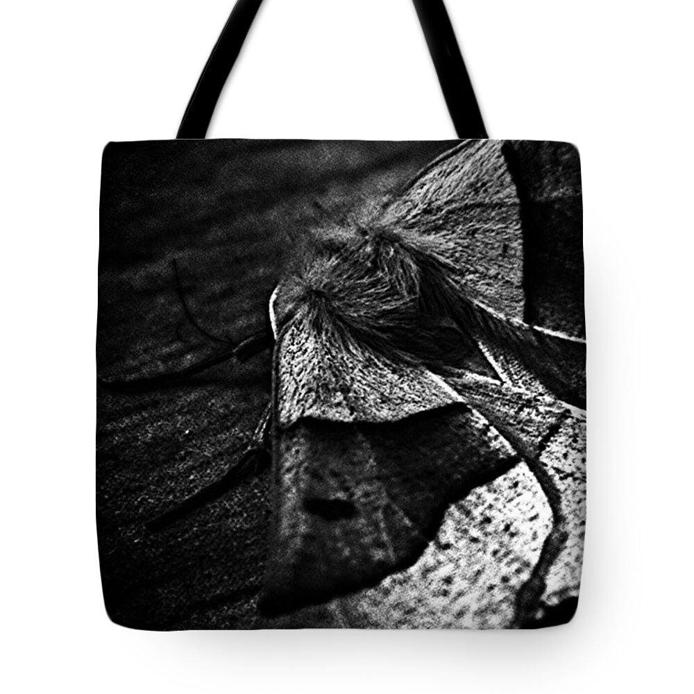 Lovenature Tote Bag featuring the photograph #insects #insect #bug #bugs by Jason Roust