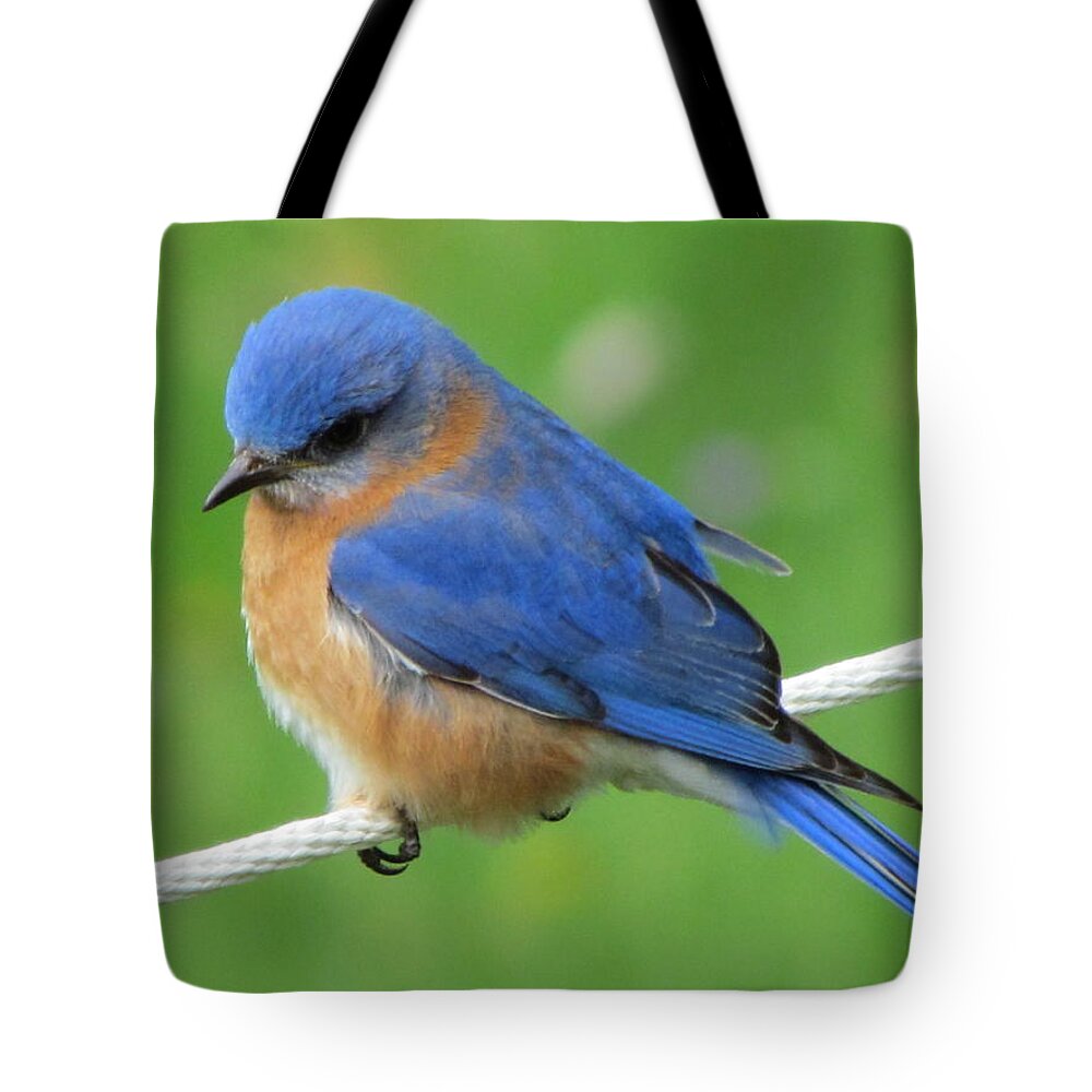 Blue Bird On White Clothes Line Tote Bag featuring the painting Intense Blue Bird by Betty Pieper
