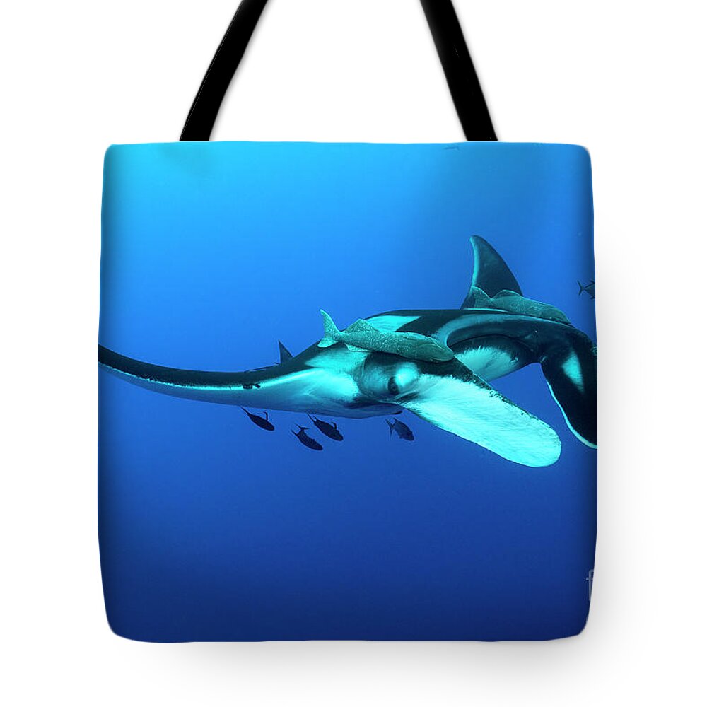 Giant Pacific Manta Ray Tote Bag featuring the photograph Interactive by Aaron Whittemore