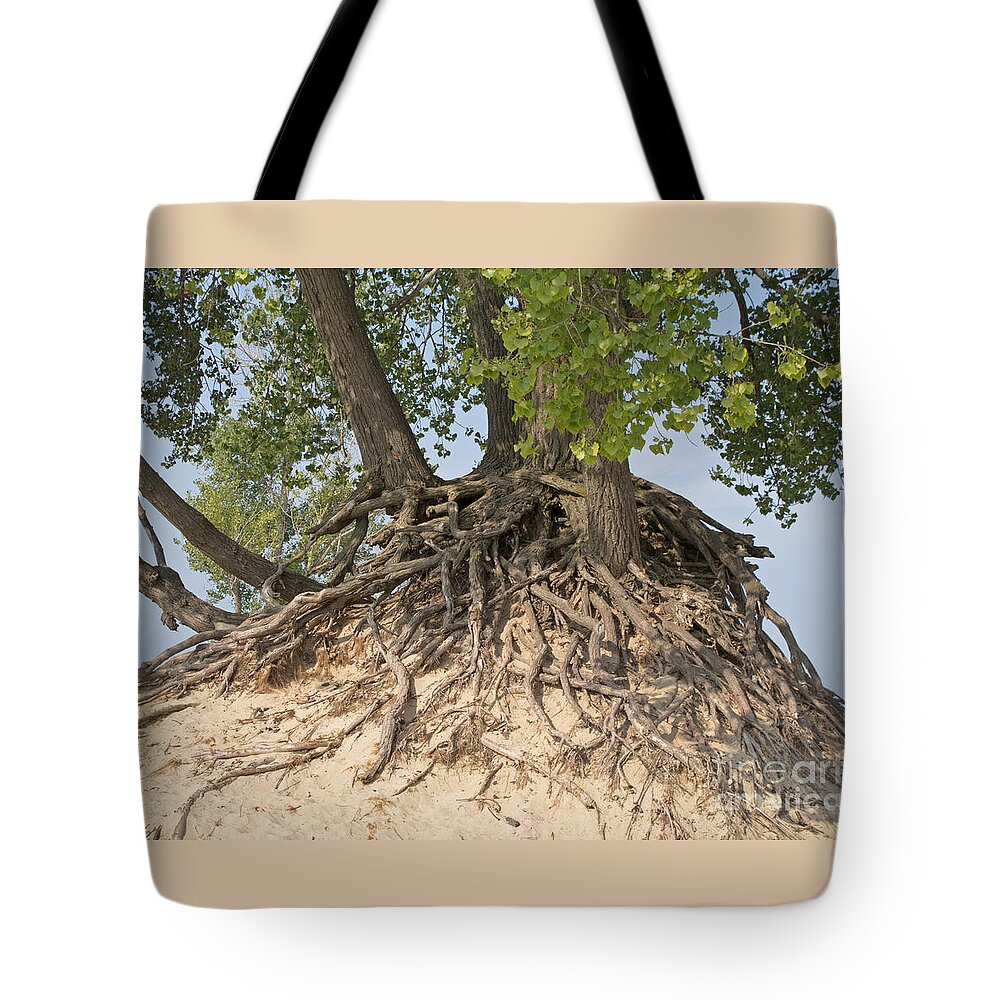 Roots Tote Bag featuring the photograph Interdependence by Ann Horn