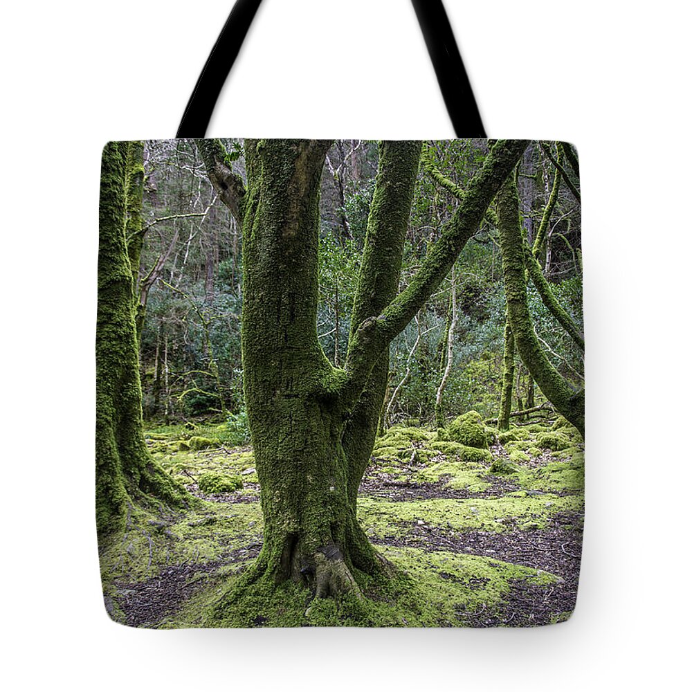 Original Tote Bag featuring the photograph Into the Irish woods by WAZgriffin Digital