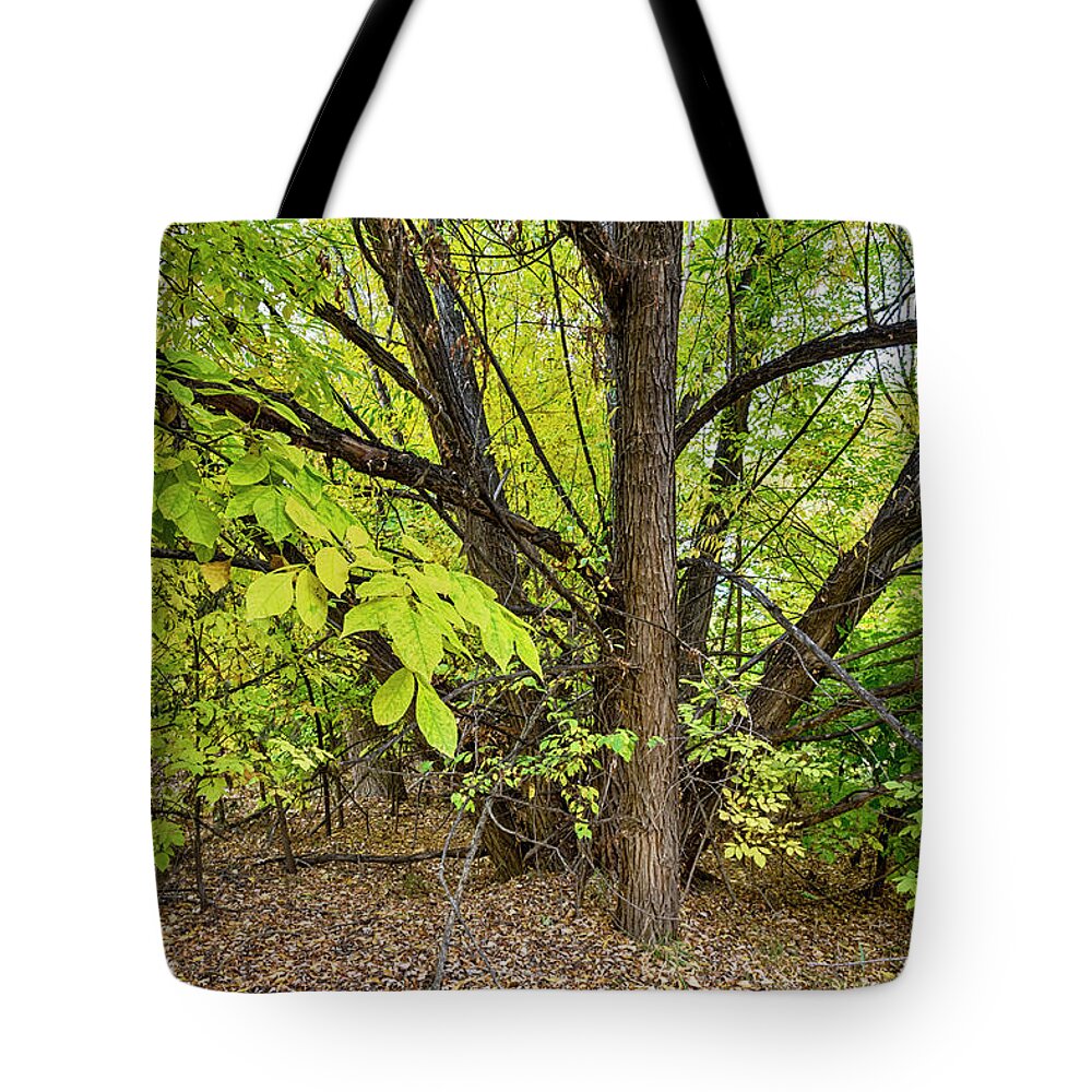 Mountains Tote Bag featuring the photograph Into The Woods by James BO Insogna