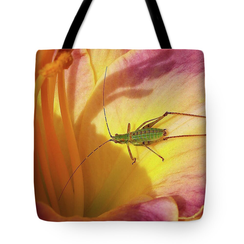 Bug Tote Bag featuring the photograph Investigating Bug by Kathi Mirto