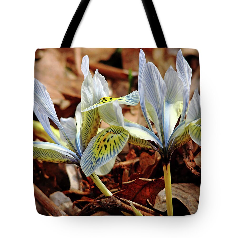 Iris Tote Bag featuring the photograph Iris Reticulata by Debbie Oppermann