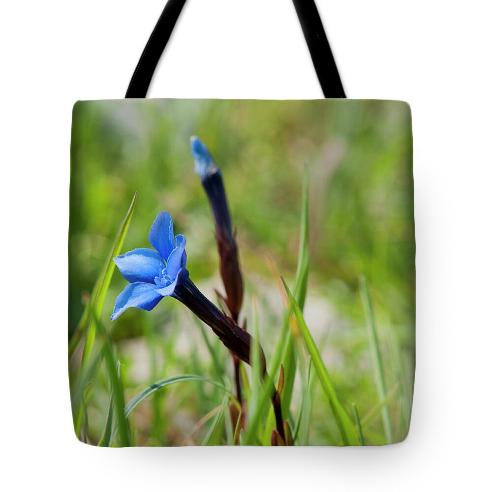 Spring Gentian Tote Bag featuring the photograph Irish Gentians by Rob Hemphill