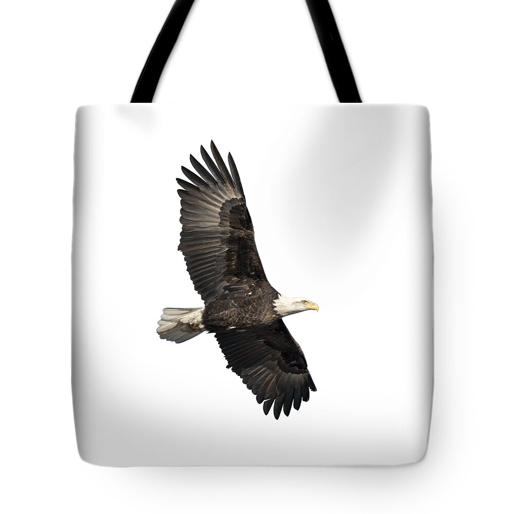 American Bald Eagle Tote Bag featuring the photograph Isolated American Bald Eagle 2016-4 by Thomas Young