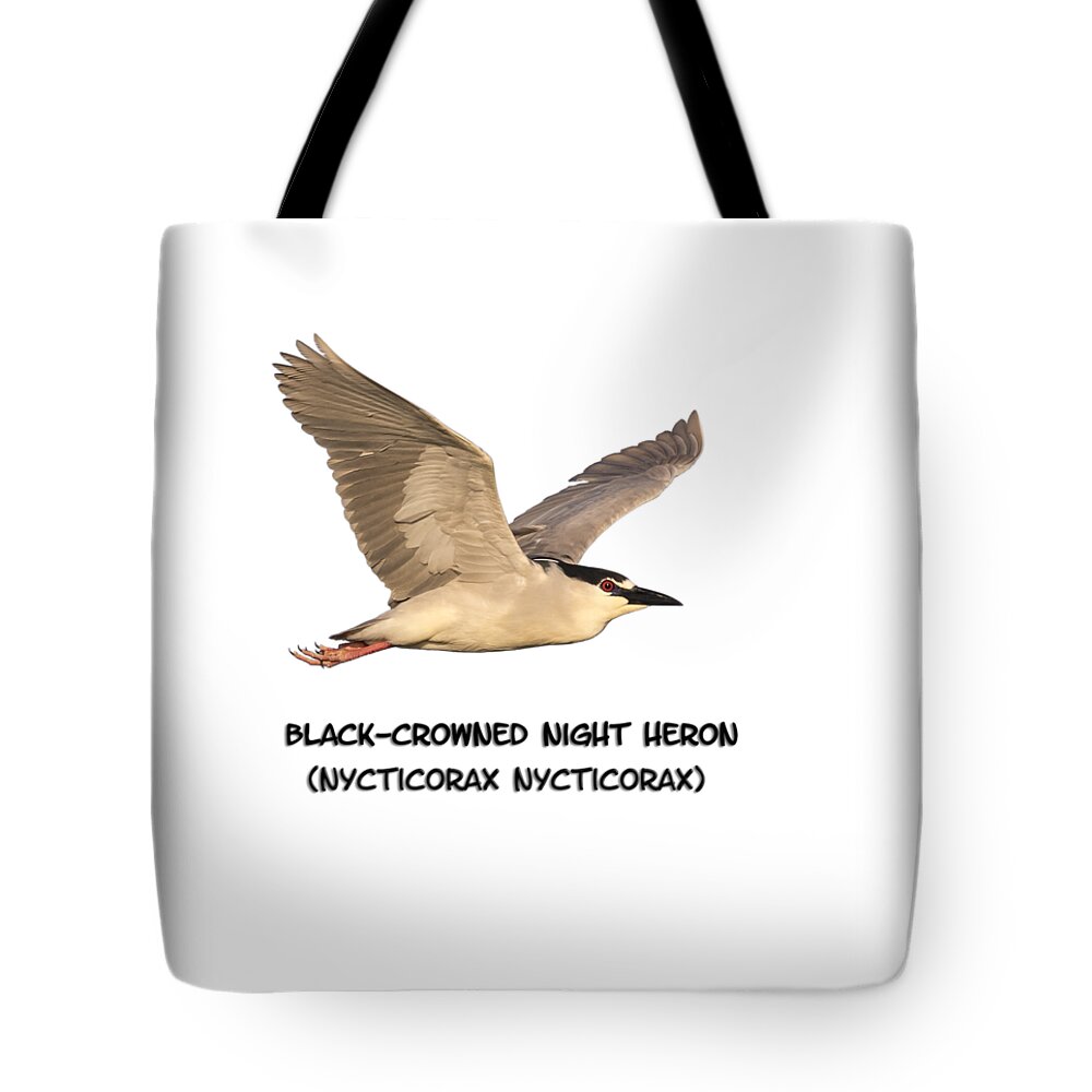 Black-crowned Night Heron Tote Bag featuring the photograph Isolated Black-crowned Night Heron 2017-6 by Thomas Young