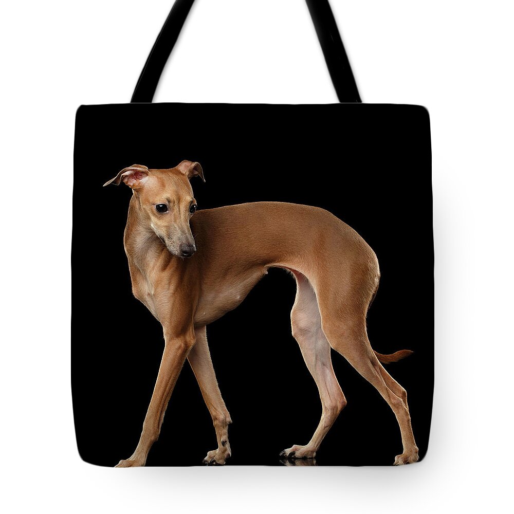 Greyhound Tote Bag featuring the photograph Italian Greyhound Dog Standing isolated by Sergey Taran