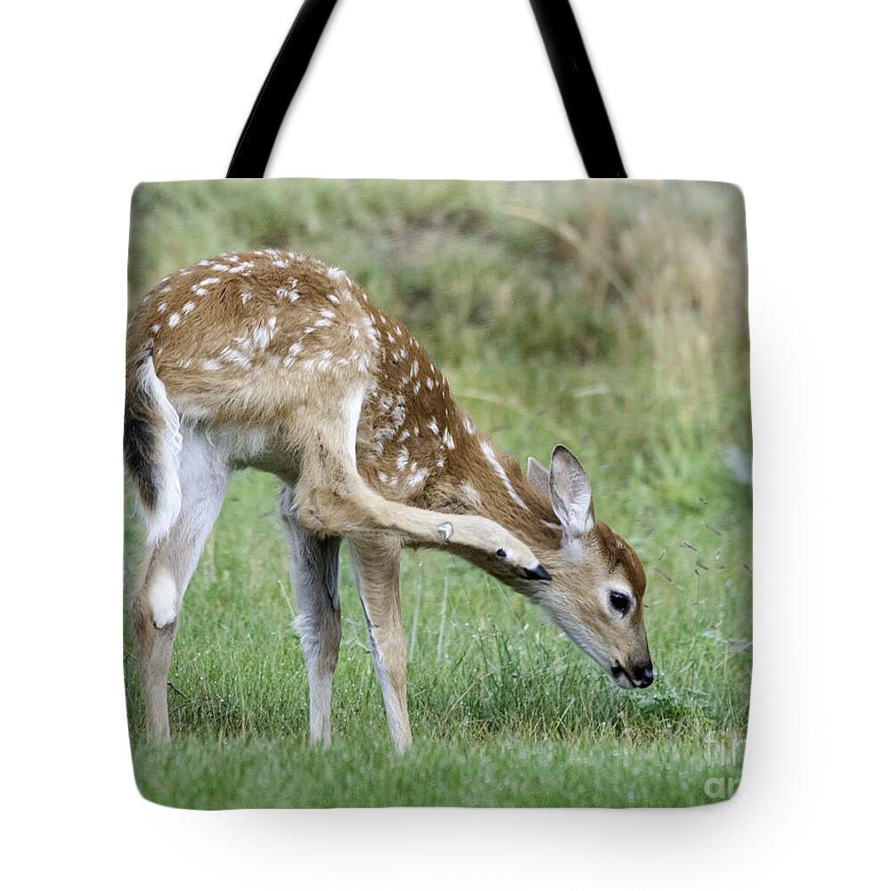 Whitetail Tote Bag featuring the photograph Itchy Fawn by Gary Beeler