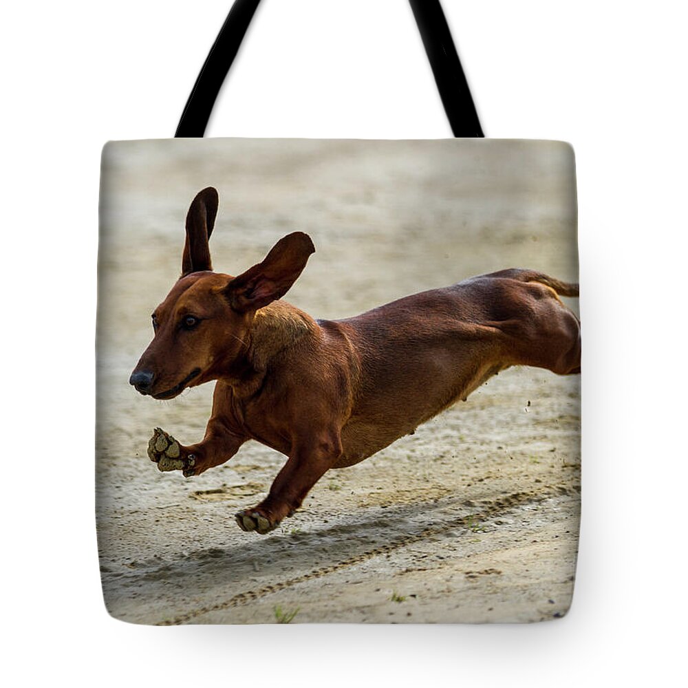 Dachshund Tote Bag featuring the photograph Its not a Sausage its a Dog by Heiko Koehrer-Wagner
