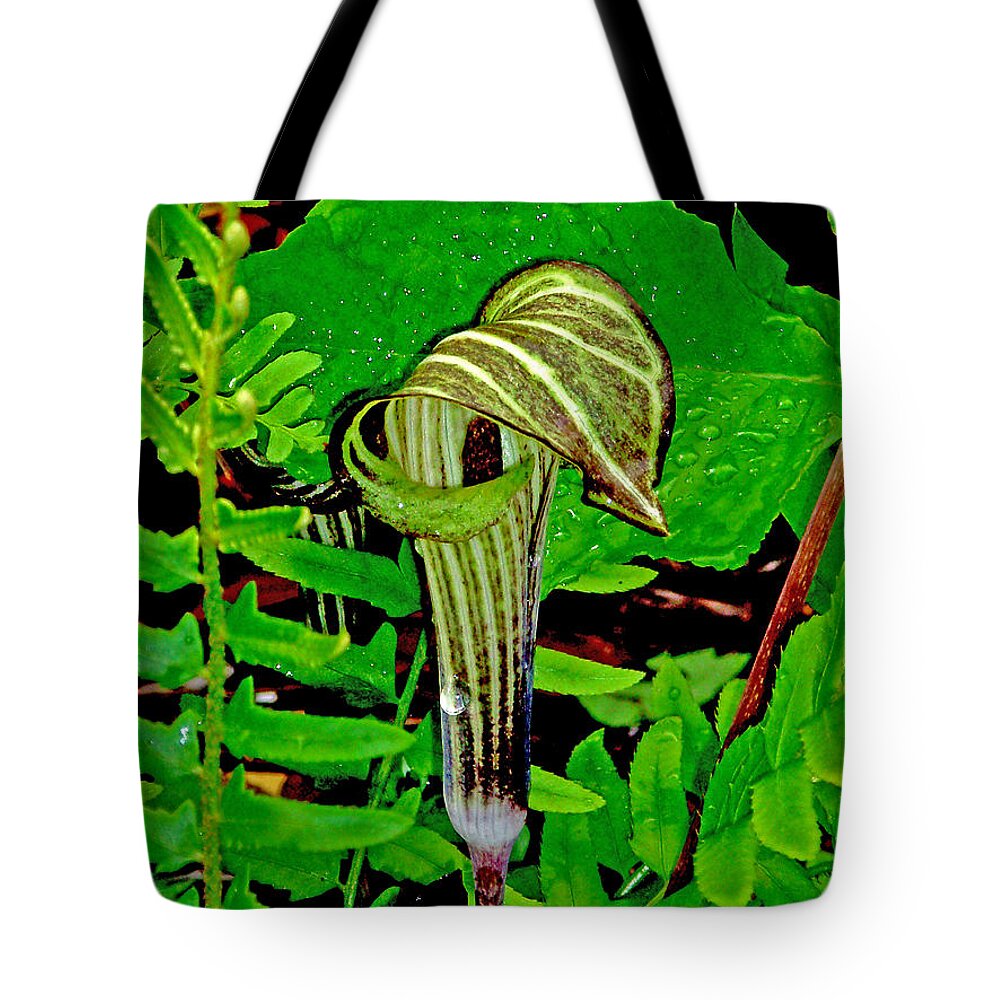 Plant Tote Bag featuring the photograph Jack-in-the-Pulpit by Allen Nice-Webb