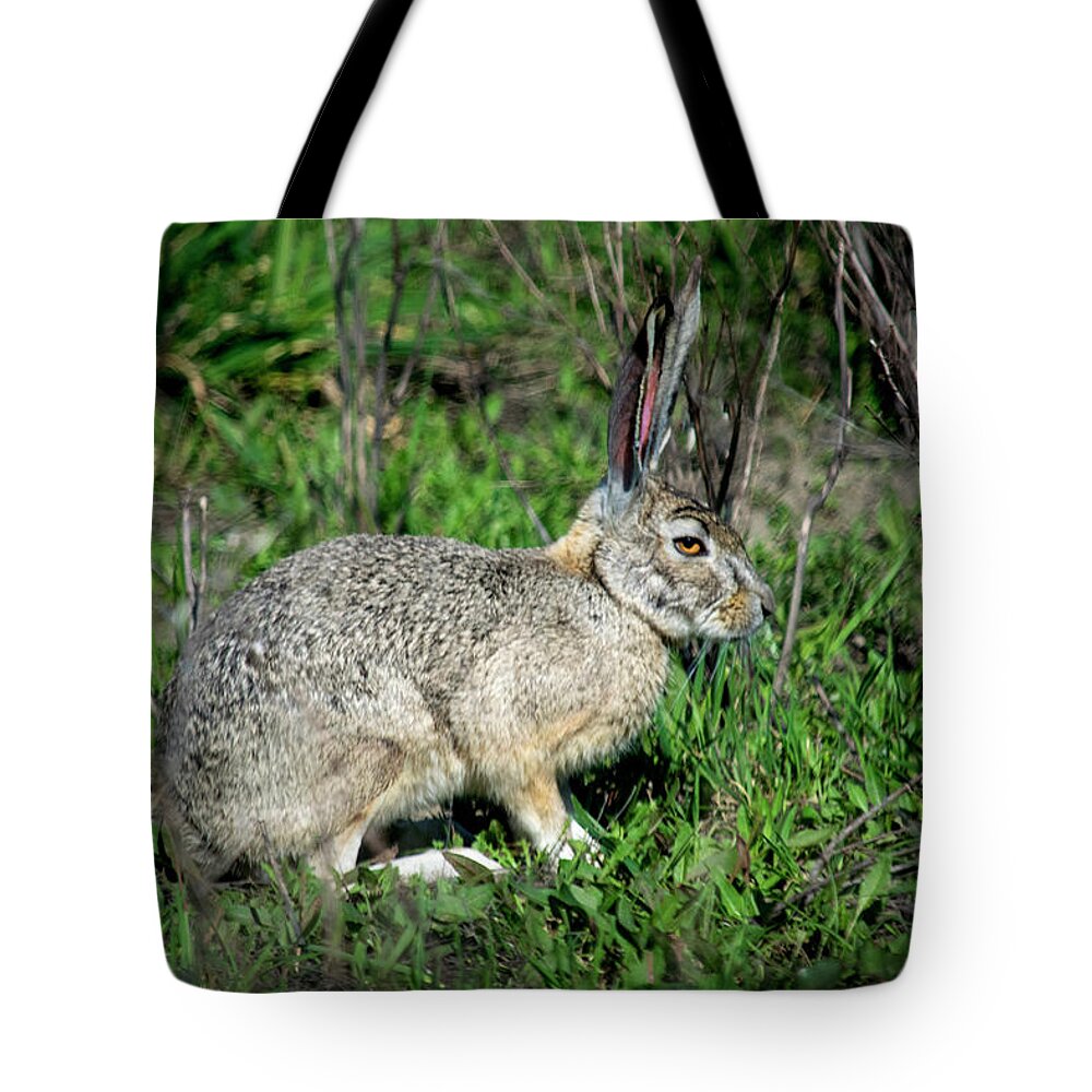 Jackrabbit In Hiding Tote Bag featuring the photograph Jackrabbit In Hiding by Frank Wilson