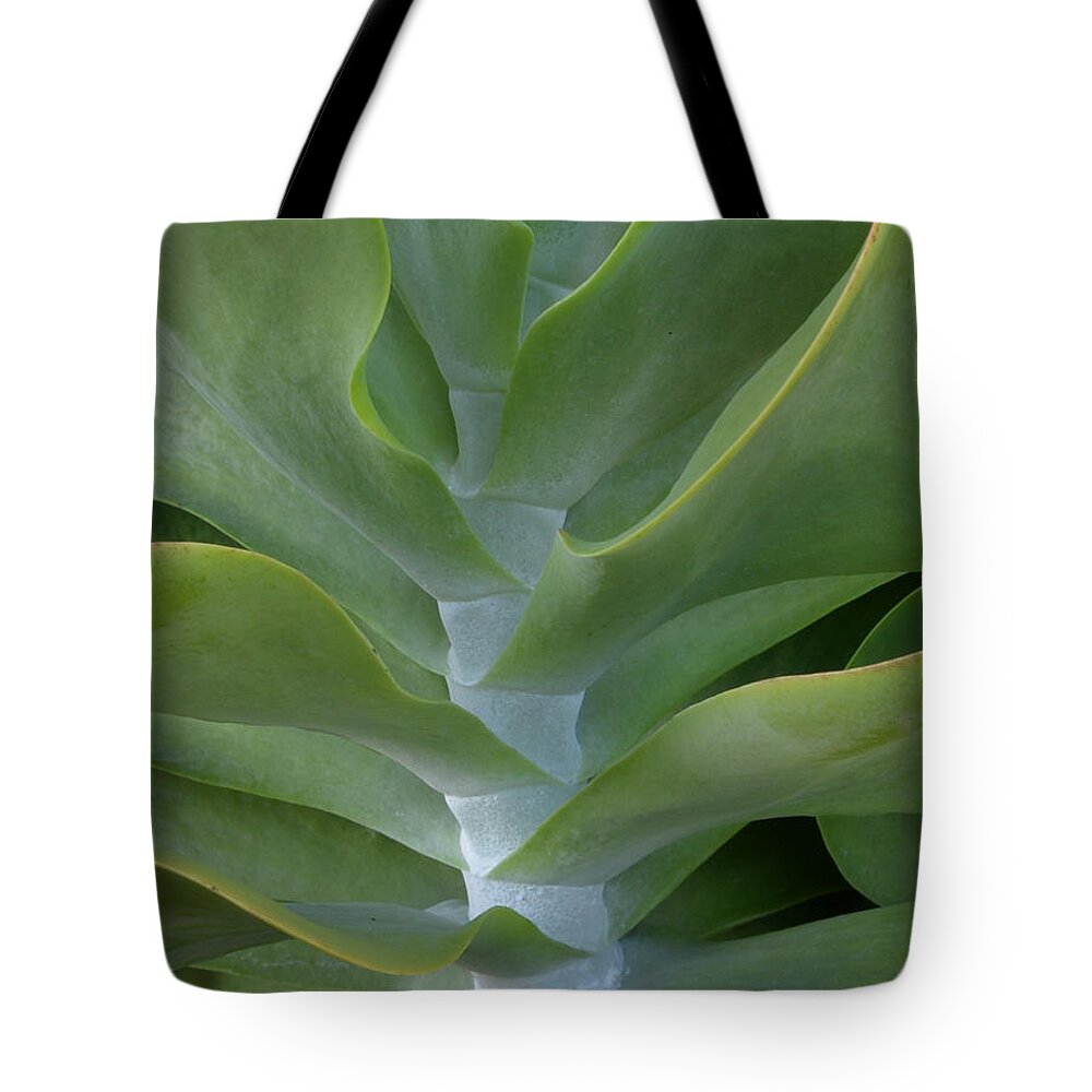 Succulent Tote Bag featuring the photograph Jade by Erin Morie