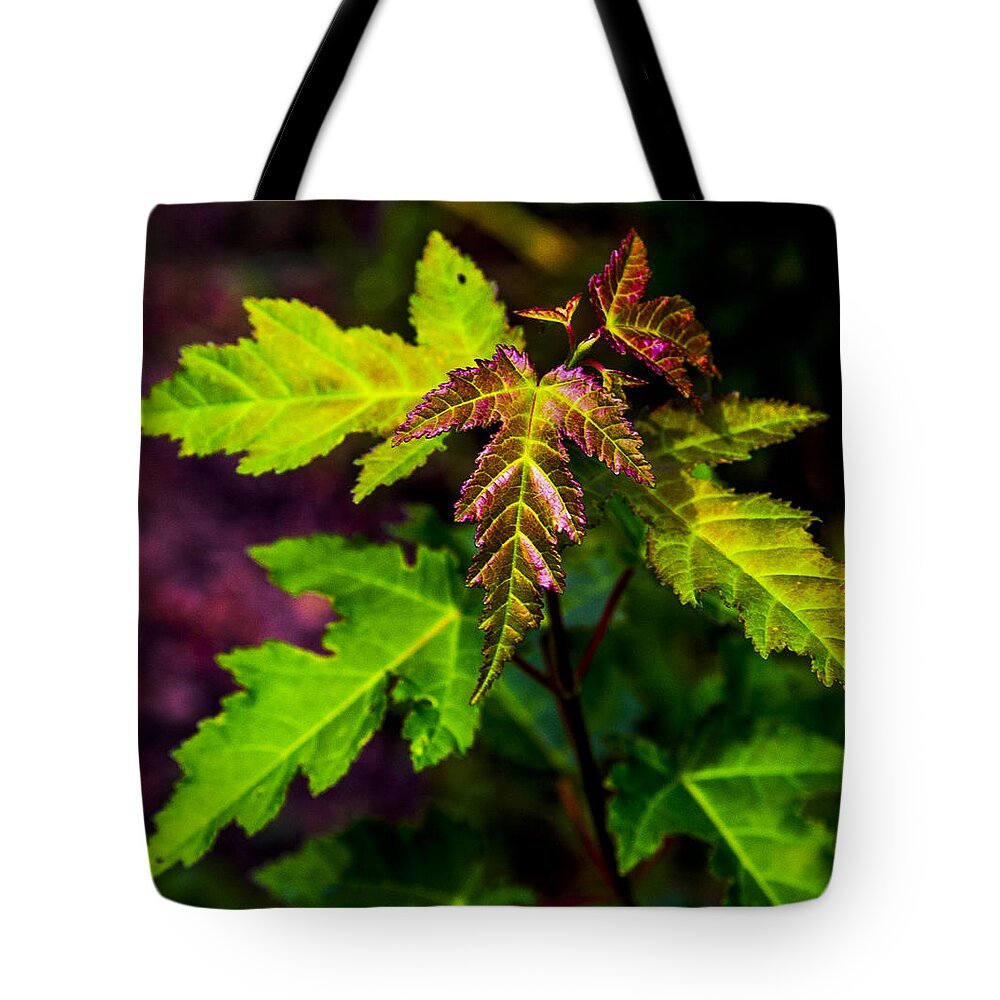 University Of Idaho Arboretum Tote Bag featuring the photograph Jagged Leaves by Angus HOOPER III