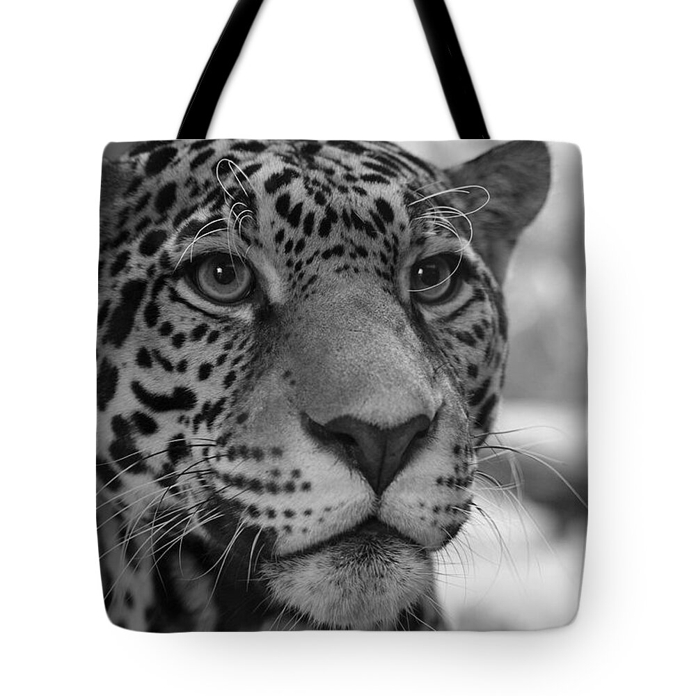 Jaguar Bags & Handbags for Women for sale | eBay