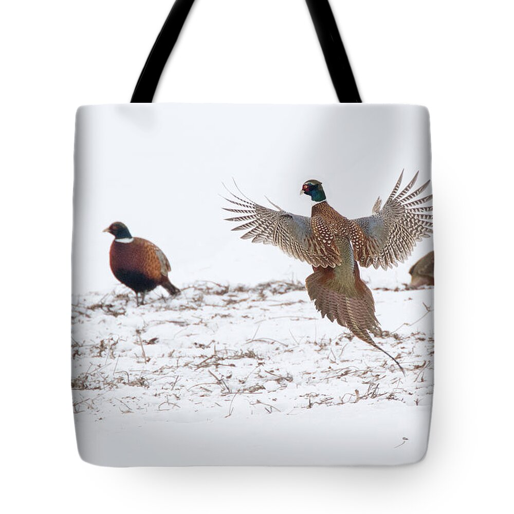 Ring Neck Pheasant Tote Bag featuring the photograph January Pheasants by Don Anderson