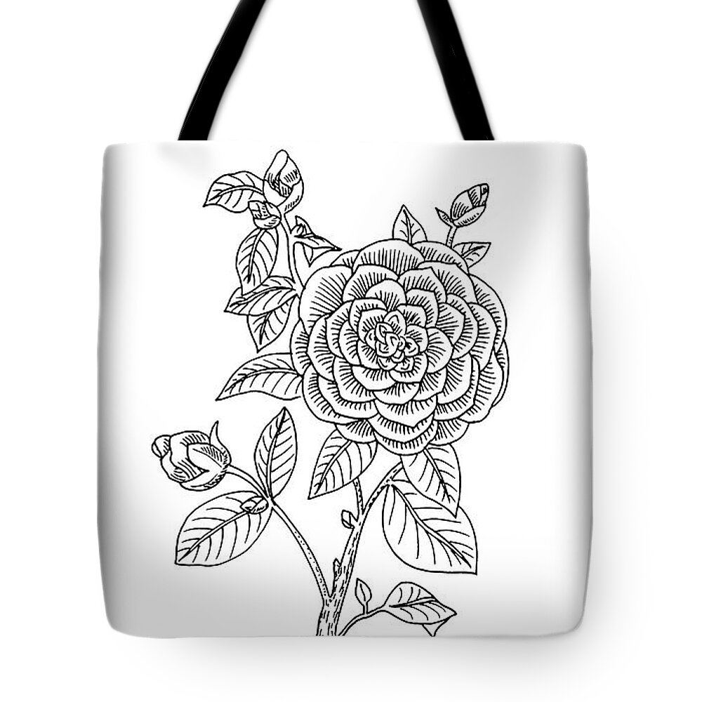 Japanese Camellia Flower Botanical Drawing Tote Bag by Irina Sztukowski -  Fine Art America