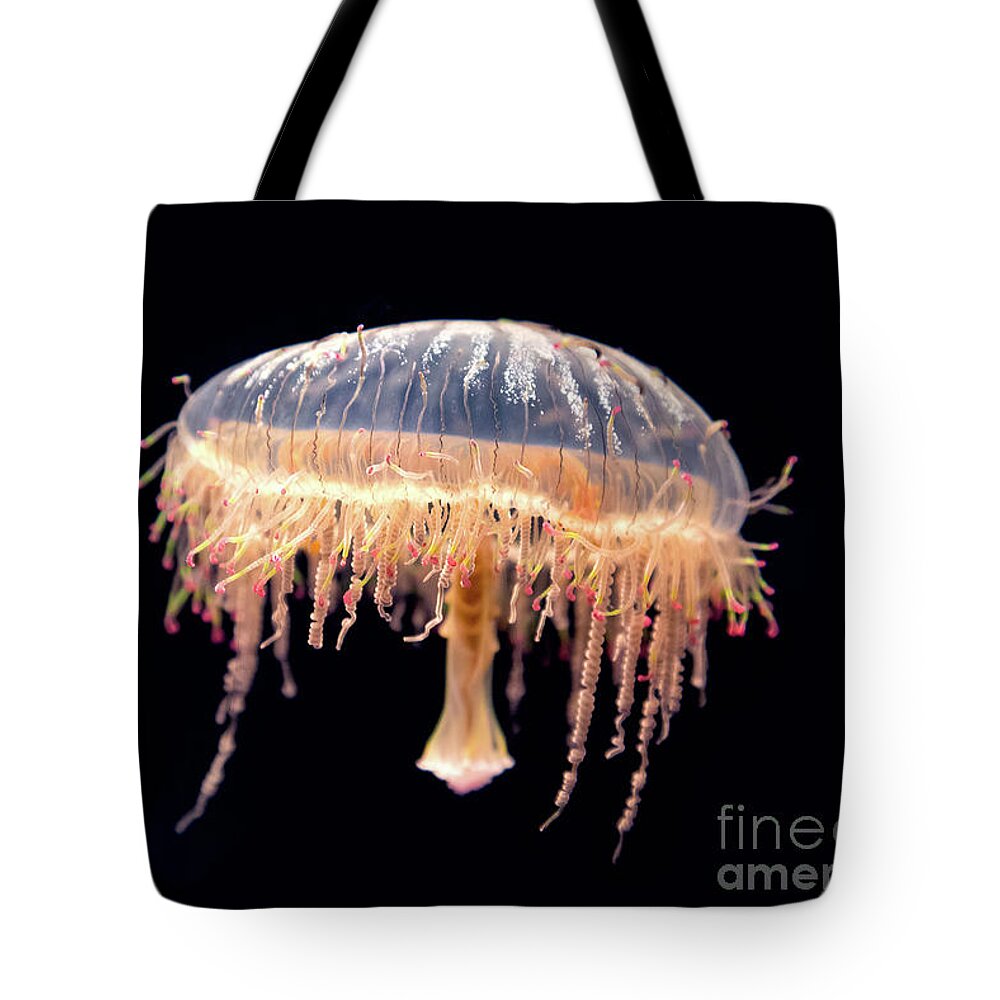 Jellyfish Tote Bag featuring the photograph Japanese flower hat jelly by Jane Rix