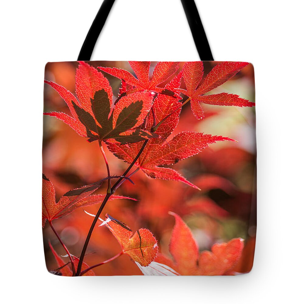 Japanese Maple Tree Tote Bag featuring the photograph Japanese Maple by Racheal Christian